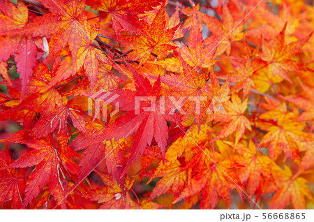 Red Yellow autumn maple leaves close up detail Red Yellow autumn maple leaves close up detail 56668865