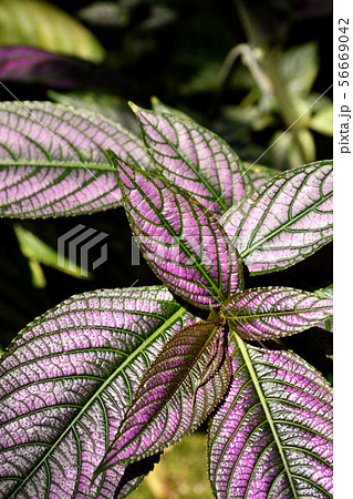 植物:ウラムラサキ キツネノマゴ科 植物:ウラムラサキ キツネノマゴ科 56669042