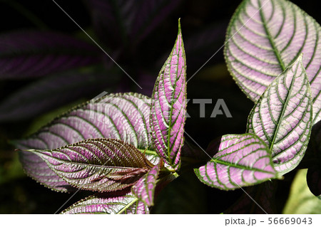 植物 ウラムラサキ キツネノマゴ科 の写真素材