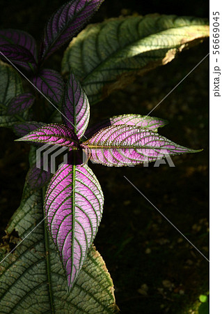 植物：ウラムラサキ　キツネノマゴ科　　 56669045