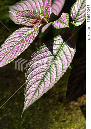 植物:ウラムラサキ キツネノマゴ科 植物:ウラムラサキ キツネノマゴ科 56669048
