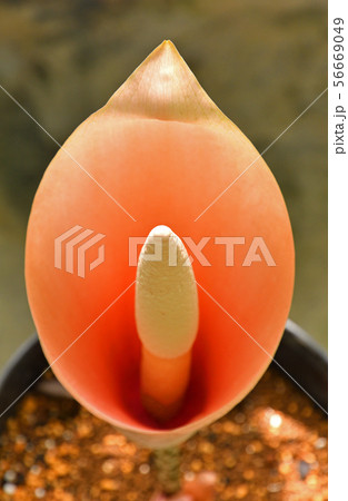 植物：ムカゴコンニャク　サトイモ科 56669049