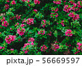 Pink bougainvillea flowers and fresh green leaves 56669597