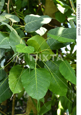 樹木：インドボダイジュ　クワ科 56669871