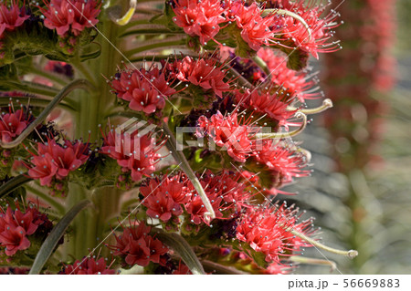 植物:エキウム・ウィルドプレッティイ ムラサキ科 植物:エキウム・ウィルドプレッティイ ムラサキ科 56669883