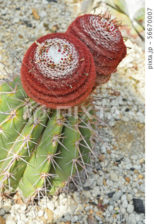 植物:メロカクシス・アーネスティー サボテン科 植物:メロカクシス・アーネスティー サボテン科 56670007