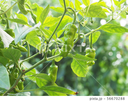 きらきら輝くシシトウ 56670288