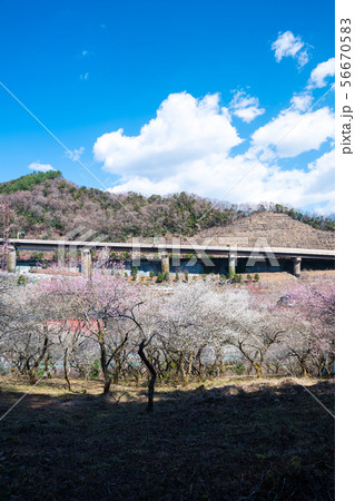 高尾梅郷 天神梅林 （東京都八王子市） 2019年3月 56670583