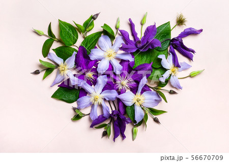 Heart made from beautiful purple flowers.. Summer 56670709