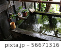 水面に移る 56671316
