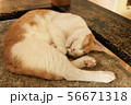 おやすみ猫さん 56671318