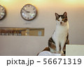 時をかける猫 56671319