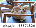 みあげる 56671320