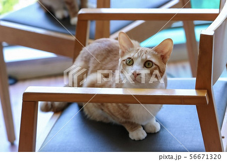 みあげる 56671320