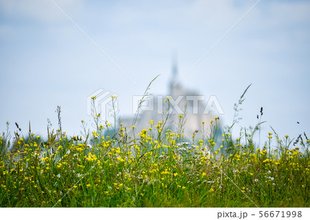 Flowers in the foreground with defocused Flowers in the foreground with defocused 56671998