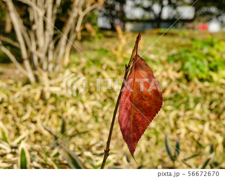 Autumn leaves on the tree at botanic garden Autumn leaves on the tree at botanic garden 56672670