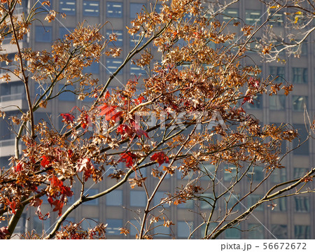 Autumn leaves on the tree at botanic garden Autumn leaves on the tree at botanic garden 56672672