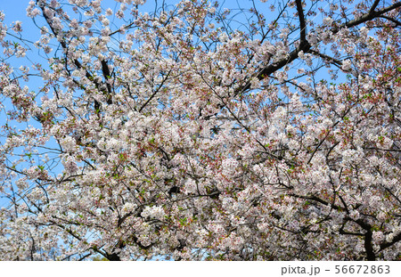 Cherry blossom (hanami) in Kyoto, Japan Cherry blossom (hanami) in Kyoto, Japan 56672863