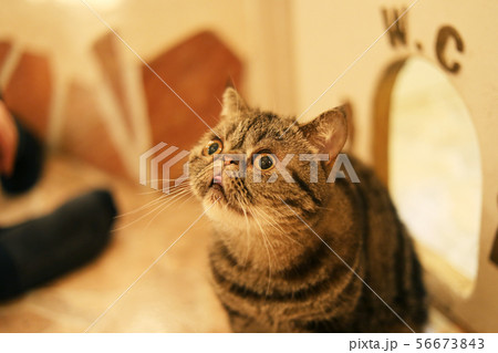 エキゾチックショートヘア / 猫 エキゾチックショートヘア / 猫 56673843