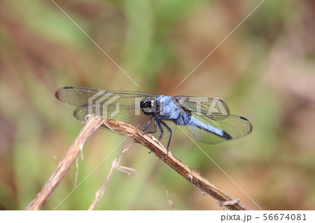 オオシオカラトンボ 56674081