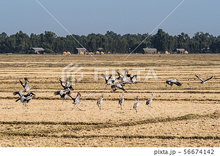 A flock of ethiopian cranes in flight. Seen in Bahir Dar, Ethiopia 56674142