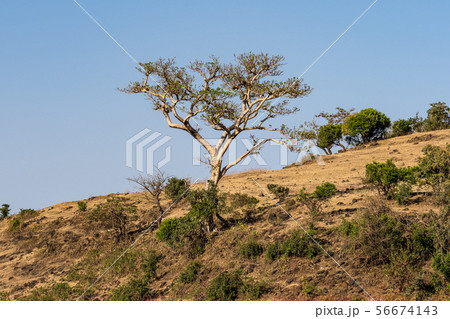 Landscape view near the Blue Nile falls, Tis-Isat in Ethiopia, Africa 56674143