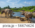 水牛の群れ 56674626