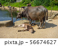 水牛の親子 56674627