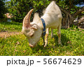 沖縄の山羊 56674629