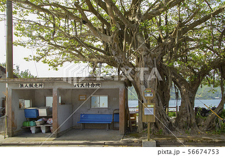 田検のガジュマルとバス停 56674753