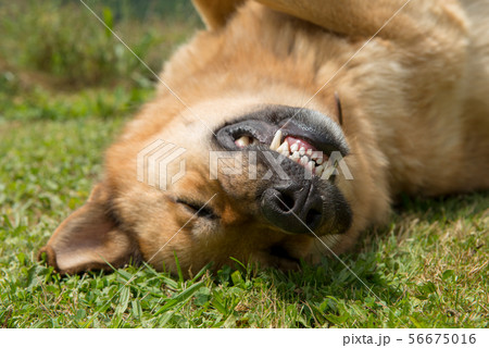 close-up of the head of a German Shepherd dog 56675016