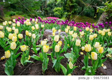 アジア人 アジアン アジア風 56675083