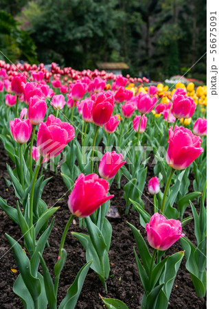 アジア人 アジアン アジア風 56675091