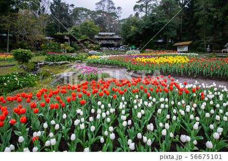 アジア人 アジアン アジア風 56675101