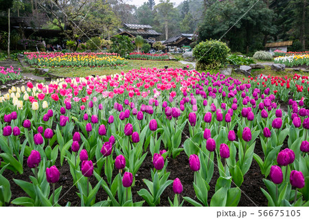 アジア人 アジアン アジア風 56675105