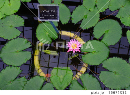 植物公園 56675351