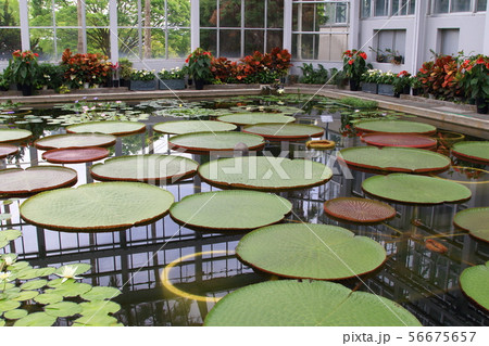 植物公園 56675657