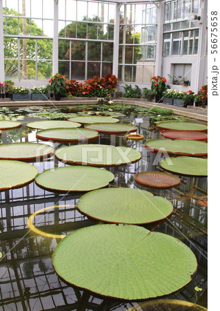 植物公園 植物公園 56675658