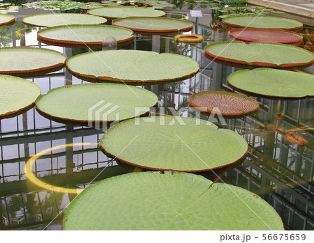 植物公園 56675659