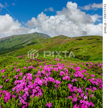 Pink rose rhododendron flowers on summer mountain 56675742