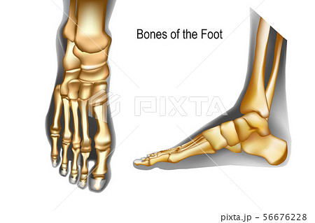 Bones the of foot top and medial view 56676228
