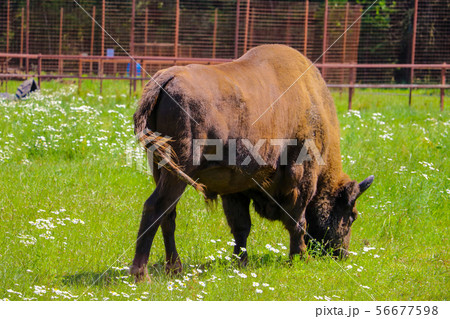 European bison, European bison, summer herbivore, 56677598