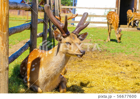 Spotted deer fawn with velvet antlers portrait. 56677600