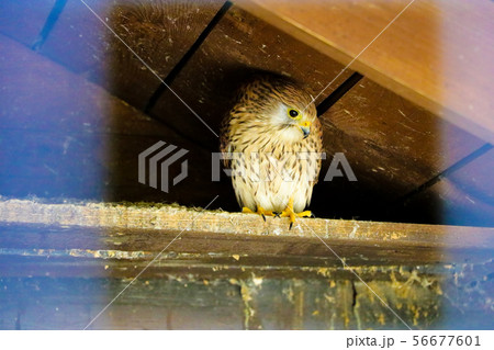 Common Kestrel Portrait Beak Wide Open Falco 56677601