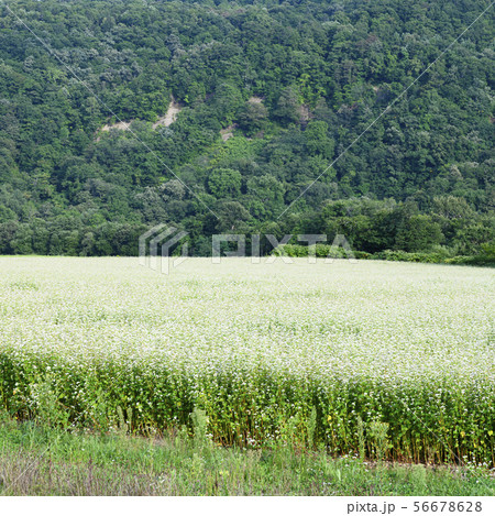 ソバの花 ソバの花 56678628