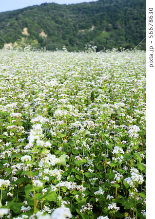 ソバの花 56678630