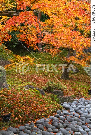 京都 秋の宝厳院 京都 秋の宝厳院 56679078