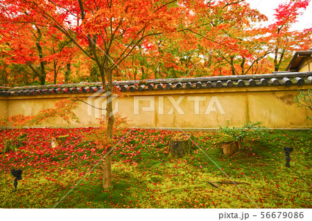 京都 秋の宝厳院 京都 秋の宝厳院 56679086
