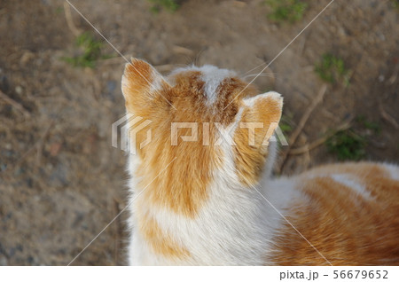 猫の後頭部 猫の後頭部 56679652