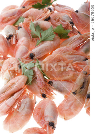 shrimp on white 56679659